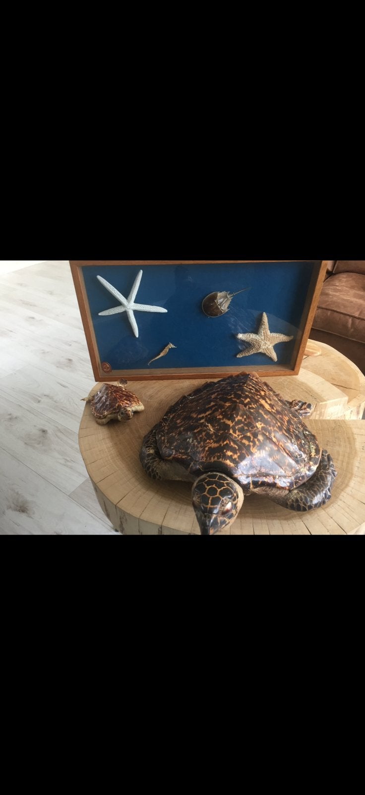 Schildpad taxidermie en zeepaardje, zeester, hoefijzerkrab, Verzamelen, Dierenverzamelingen, Ophalen of Verzenden