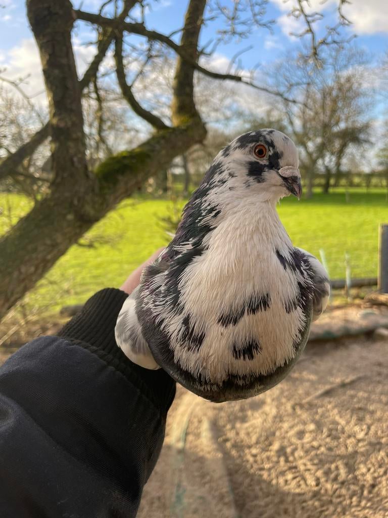 3 mooie duiven haagse kroppers, Dieren en Toebehoren, Vogels | Duiven, Meerdere dieren