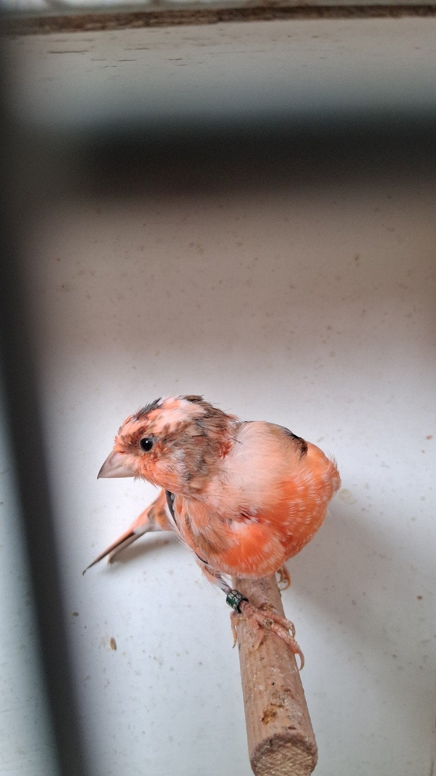 vogels, Dieren en Toebehoren, Vogels | Kanaries, Mannelijk, Zangkanarie