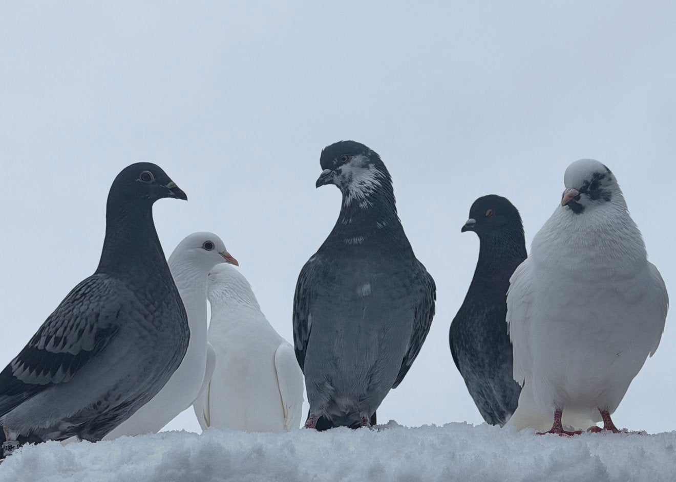 Sier duiven koppels wit blauw grijs man en vrouw, Meerdere dieren, Overige soorten
