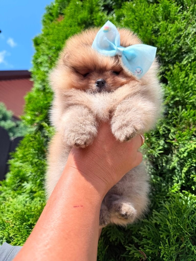 Pomeriaan pup reutje Orange Bear type – te reserveren, Nederland, Keeshond, Reu, 8 tot 15 weken