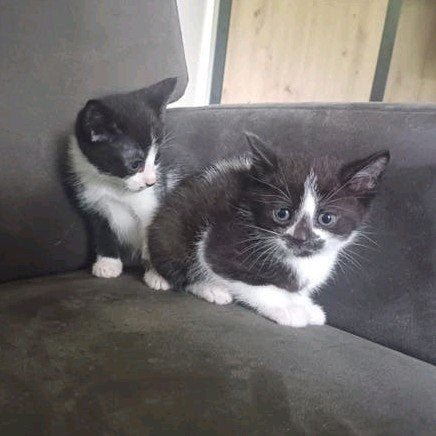 2 lieve katertjes mogen verhuizen, Meerdere dieren, Kortharig, 0 tot 2 jaar