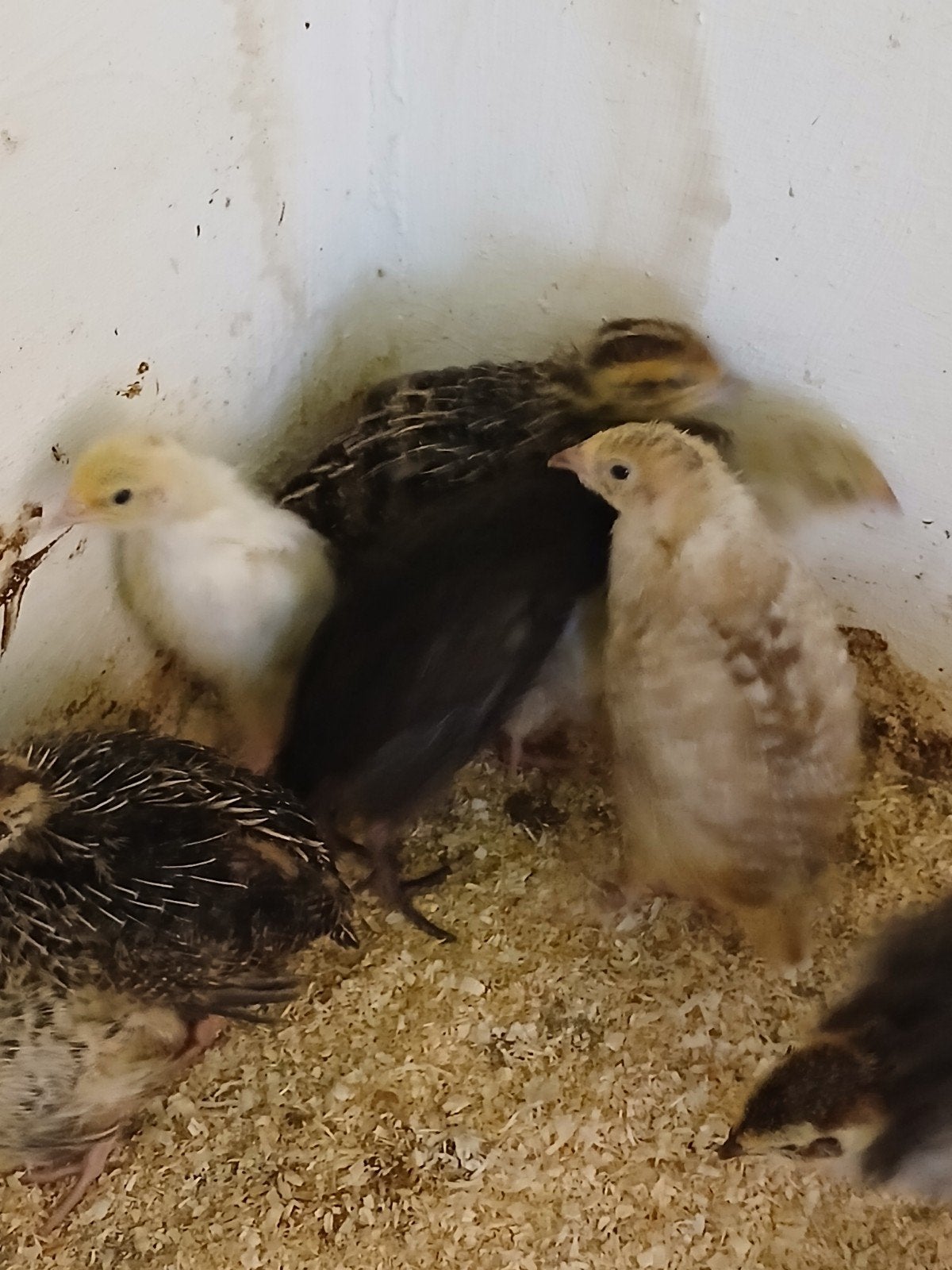 Te koop Japanse kwartels  kuikens  en Jumbo kuikens, Ophalen of Verzenden, Nieuw, Overige typen
