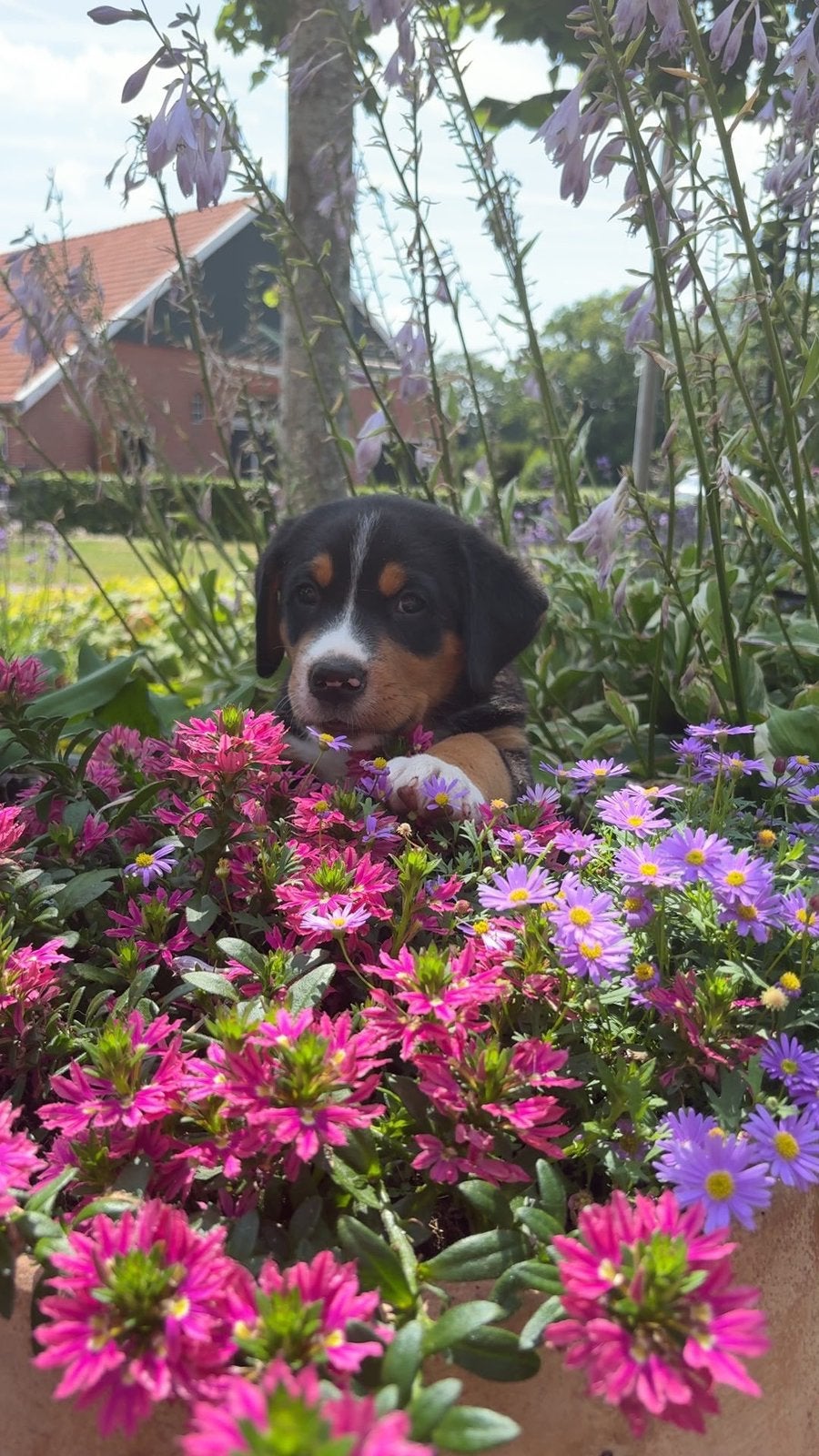 Zwitserse sennenhond pup teefje, Dieren en Toebehoren, Parvo, 8 tot 15 weken, Groot, Meerdere