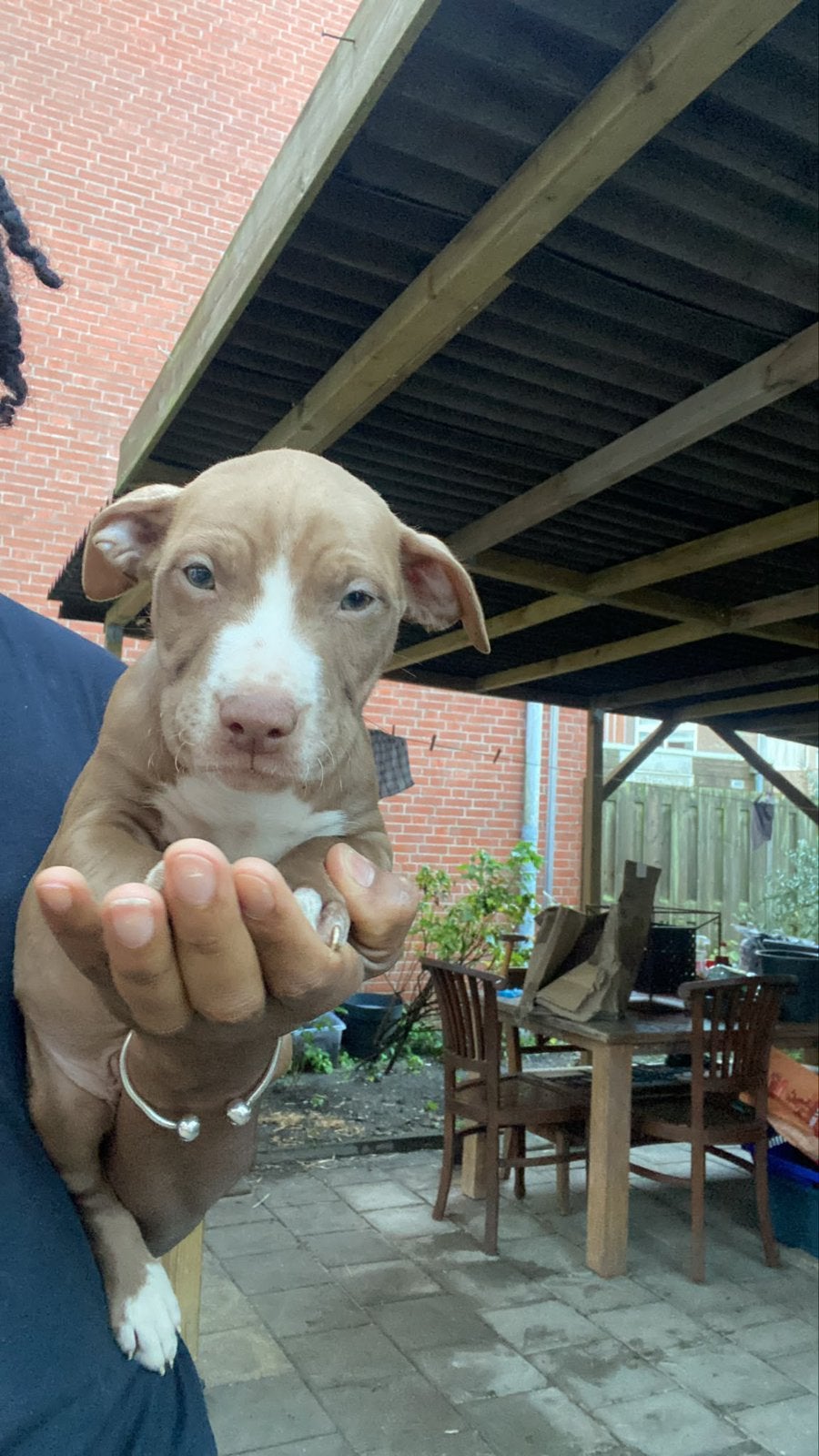 PITBULL REDNOSE PUPPY’S LAATSTE  1 reutje, Dieren en Toebehoren, CDV (hondenziekte), 8 tot 15 weken, Meerdere, Meerdere dieren