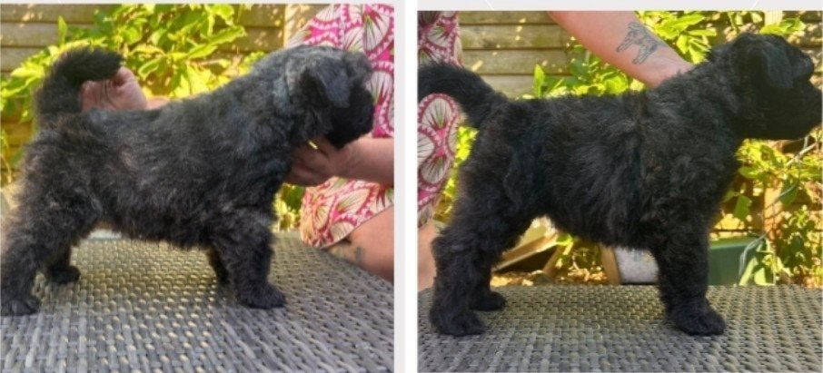 Bouvier des Flandres pups, Dieren en Toebehoren, Honden | Herdershonden en Veedrijvers, Bouvier, Parvo, 8 tot 15 weken, Meerdere