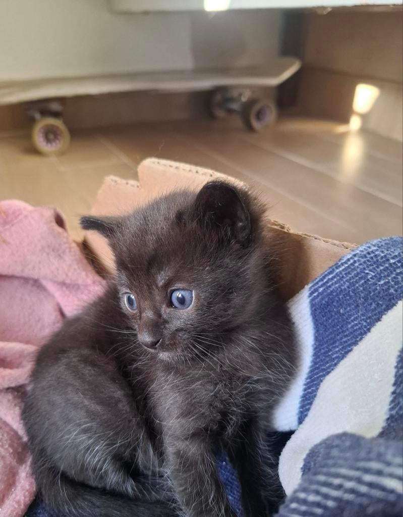 Kittens, Dieren en Toebehoren, Katten en Kittens | Raskatten | Korthaar, Meerdere dieren