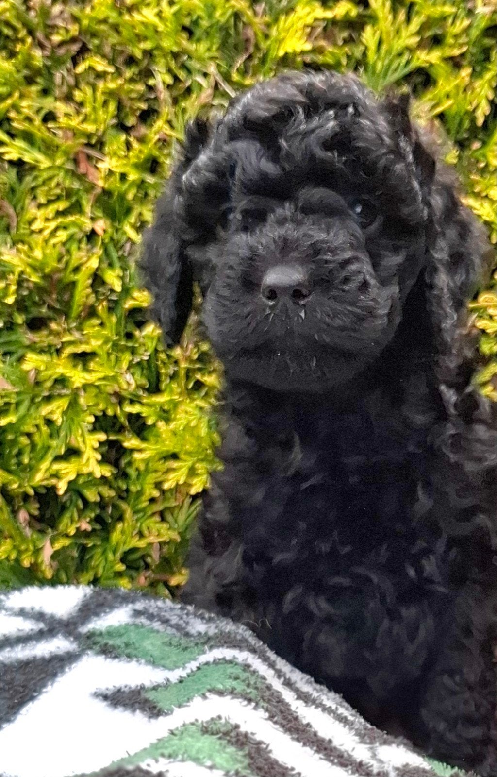 labradoodle pups(kleine medium), Nederland, Parvo, Overige rassen, 8 tot 15 weken