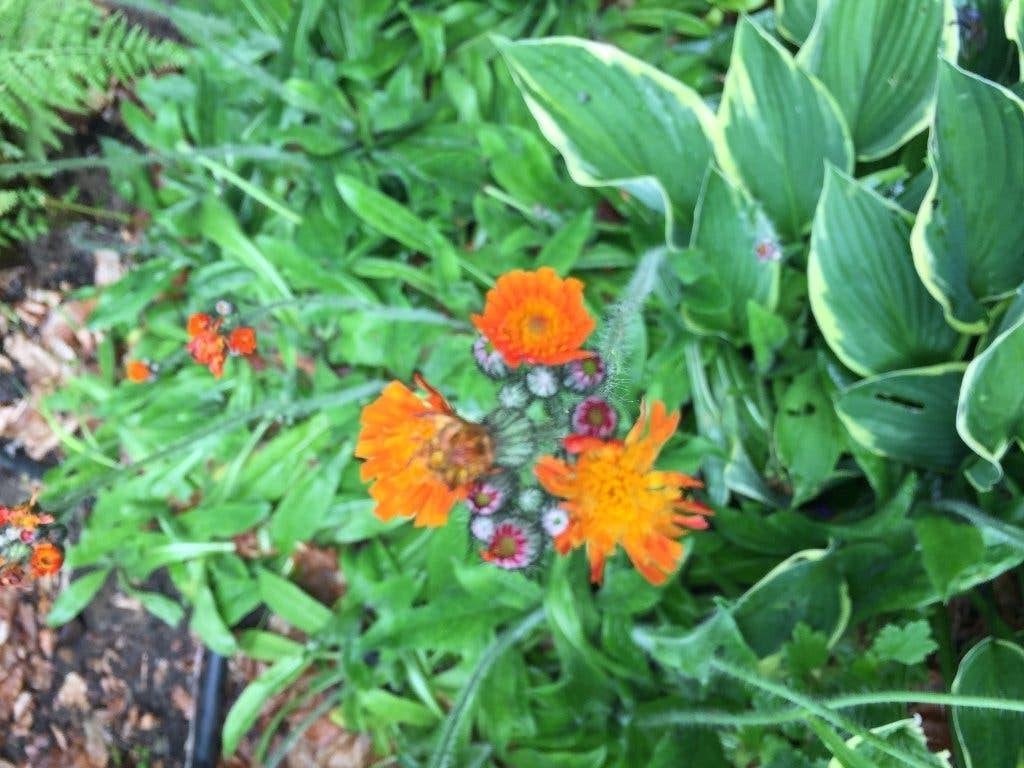 Oranje havikskruid Pilosella aurantiaca, Overige soorten, Volle zon, Vaste plant, Ophalen of Verzenden