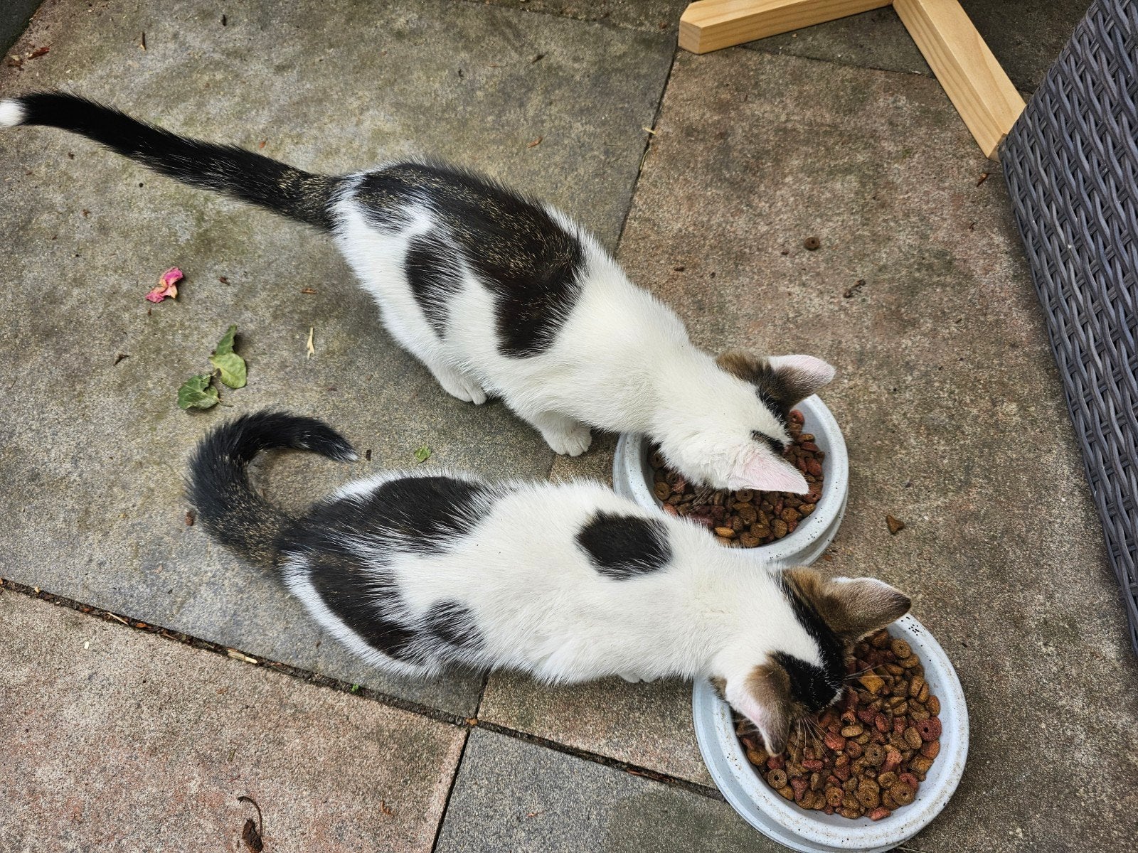 Jonge poesjes/kittens, Dieren en Toebehoren, Katten en Kittens | Overige Katten, Meerdere dieren, Kortharig, 0 tot 2 jaar