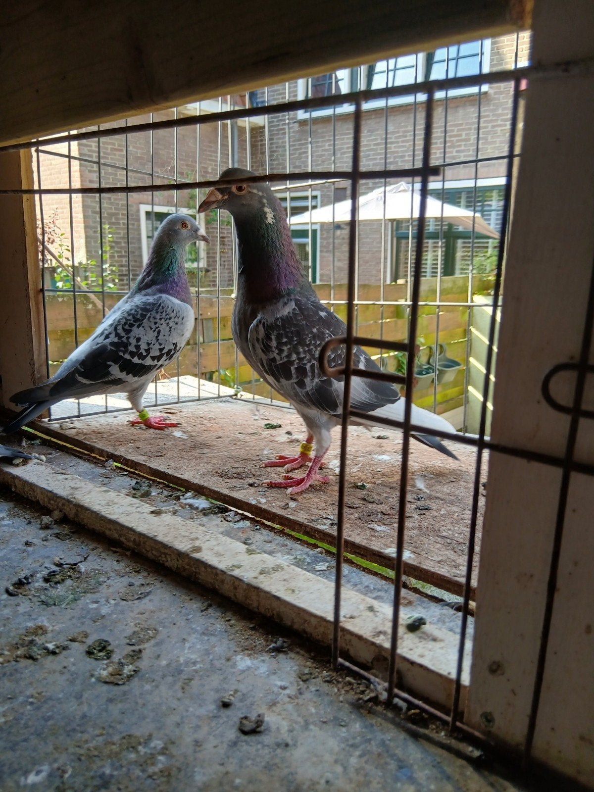 postduiven, Meerdere dieren, Postduif