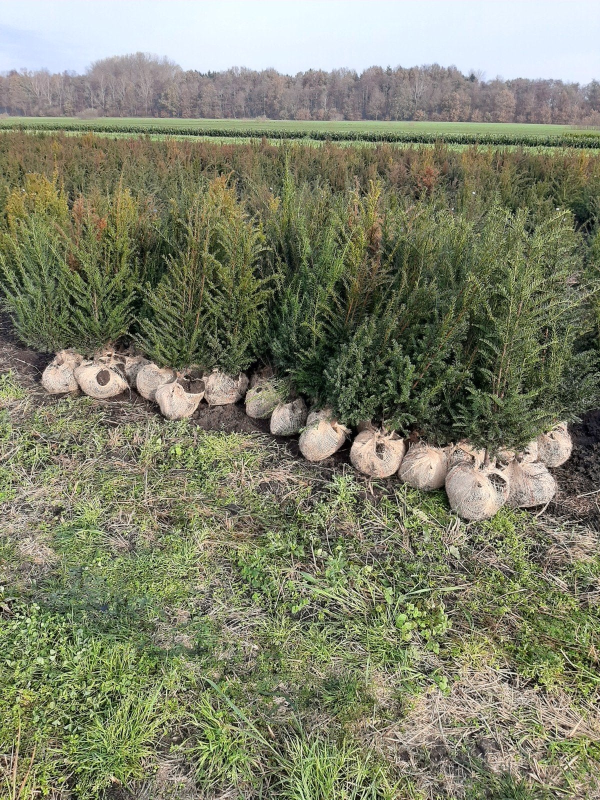 Taxus Baccata - Haagplanten en Solitaire Struiken vanaf €6,, Ophalen, Taxus