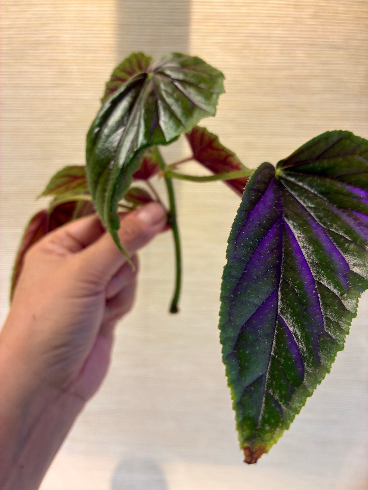 Grote topstek Begonia metallica, Overige soorten, Minder dan 100 cm, Bloeiende kamerplant, Halfschaduw