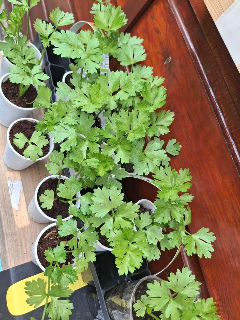 Surinaamse selderij, Tuin en Terras, Planten | Tuinplanten, Ophalen, Overige soorten, Volle zon