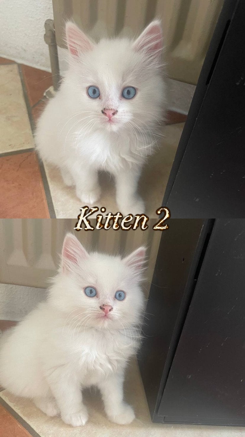 RagdollxPerzische Angora kittens🐾 NOG 1 POES BESCHIKBAAR!!!, Geslacht onbekend, Ontwormd, 0 tot 2 jaar