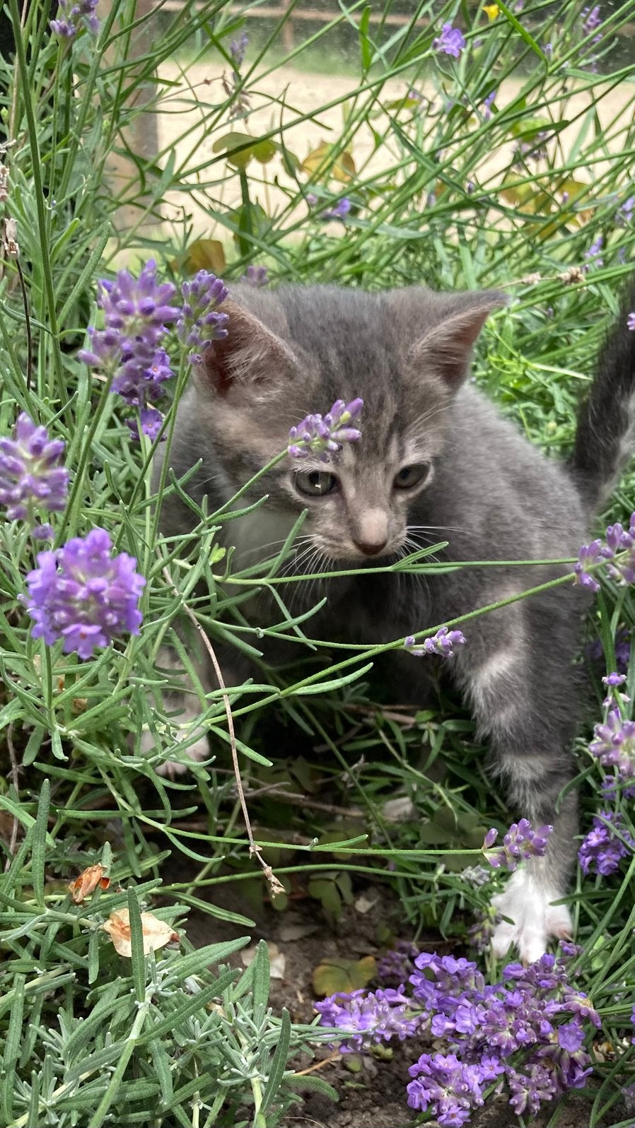 4 kittens te koop, Meerdere dieren