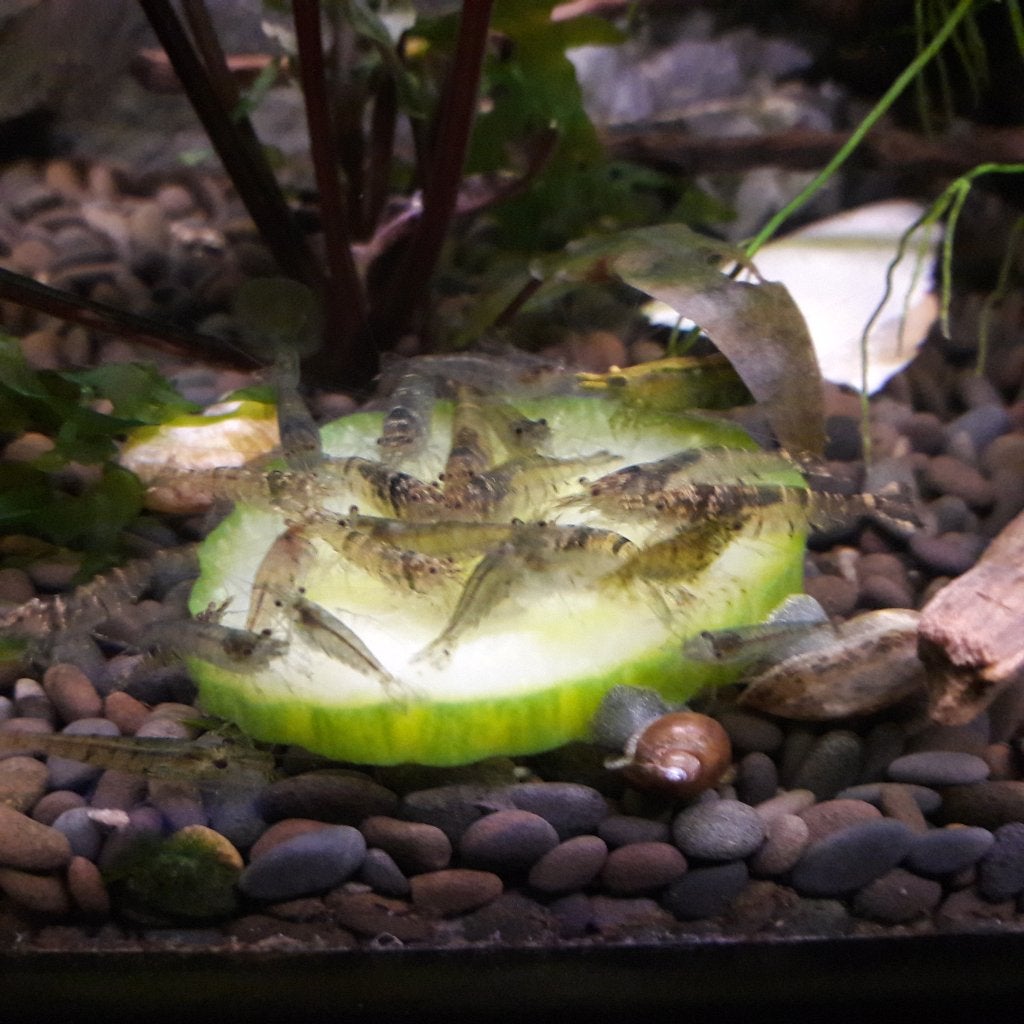 Wild kleur neocaridina garnalen, Dieren en Toebehoren, Kreeft, Krab of Garnaal, Zoetwatervis, Schoolvis