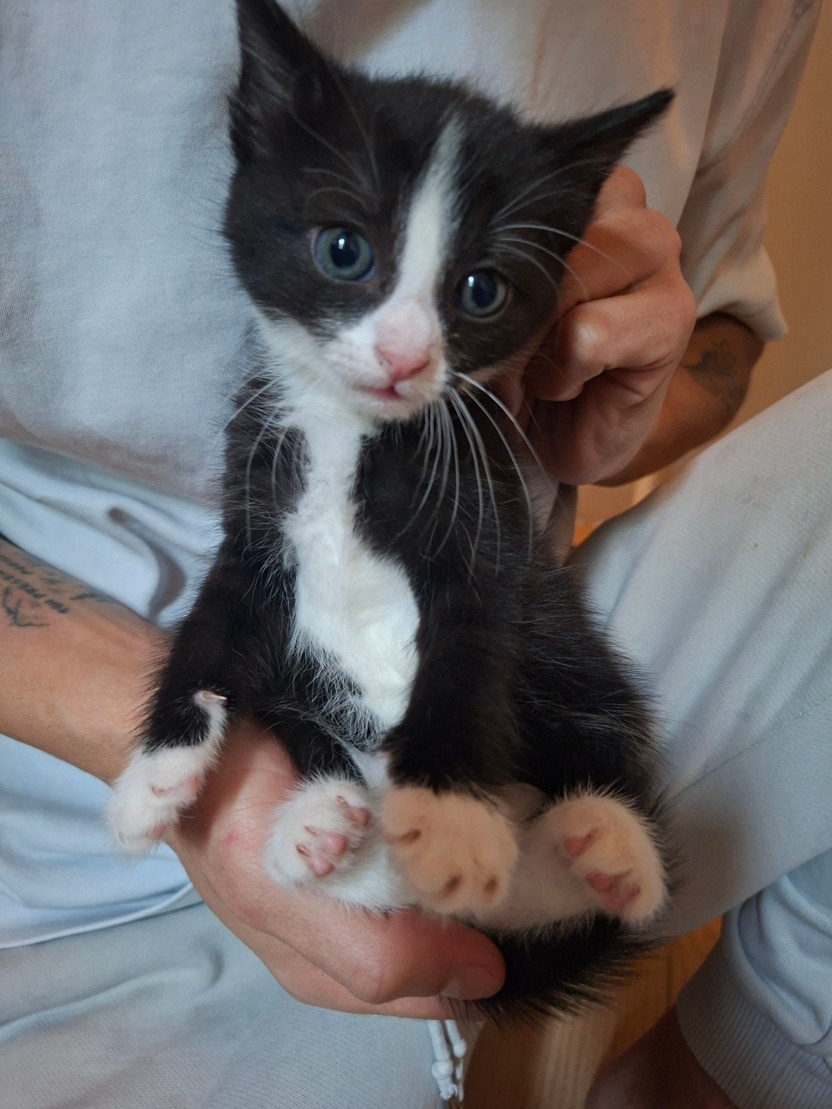 Kittens, Dieren en Toebehoren, Meerdere dieren