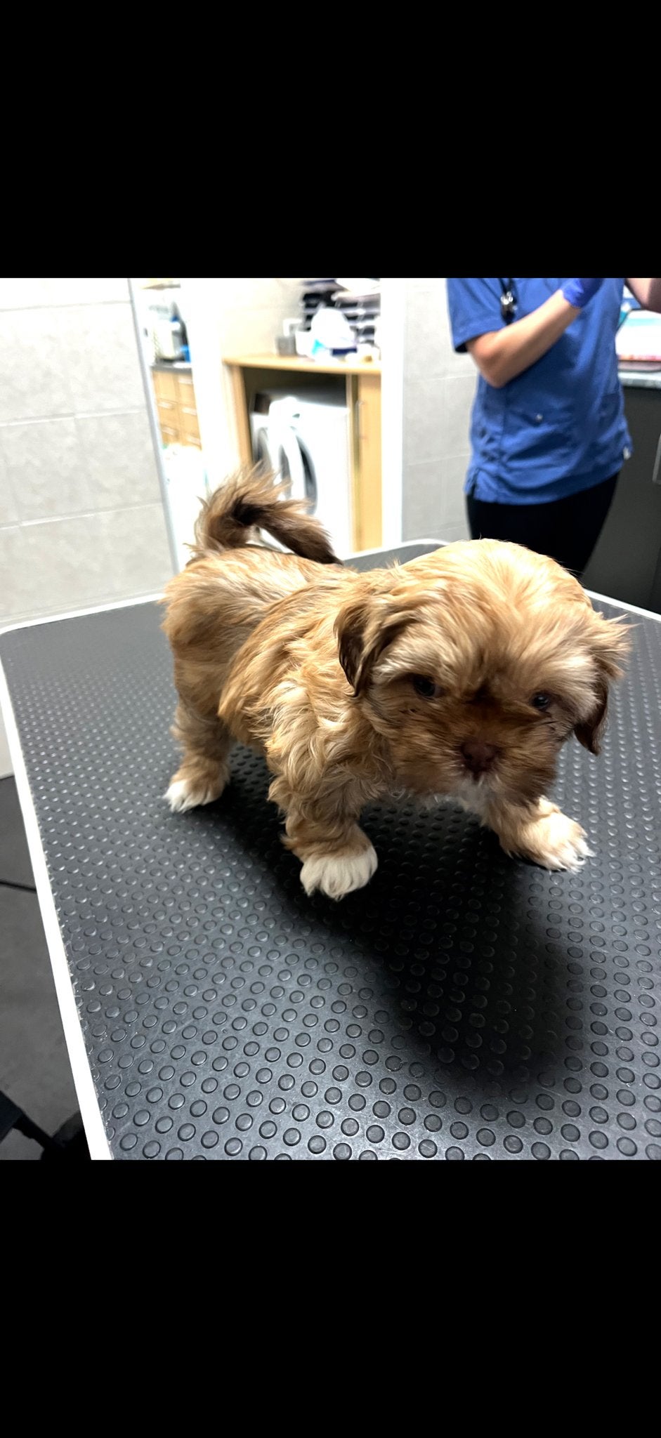 Boomer pups, Overige rassen, 8 tot 15 weken, Parvo, Meerdere