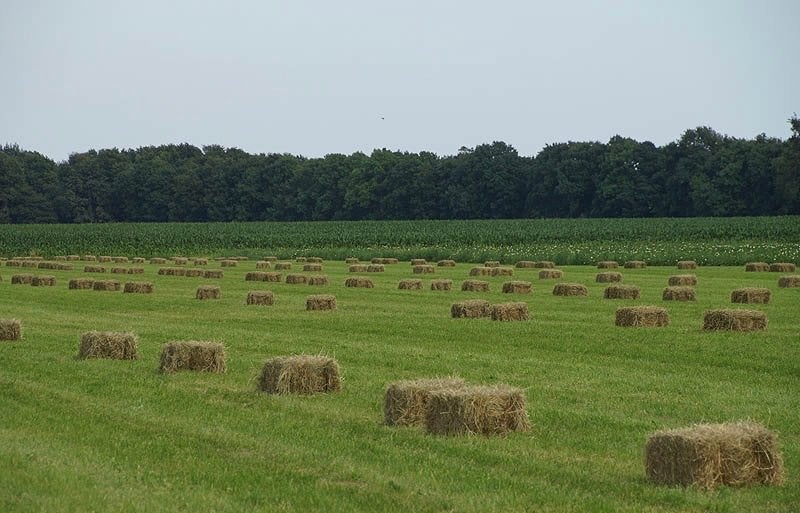 Kleine hooi en stro baaltjes persen - Prijs per stuk, Ophalen
