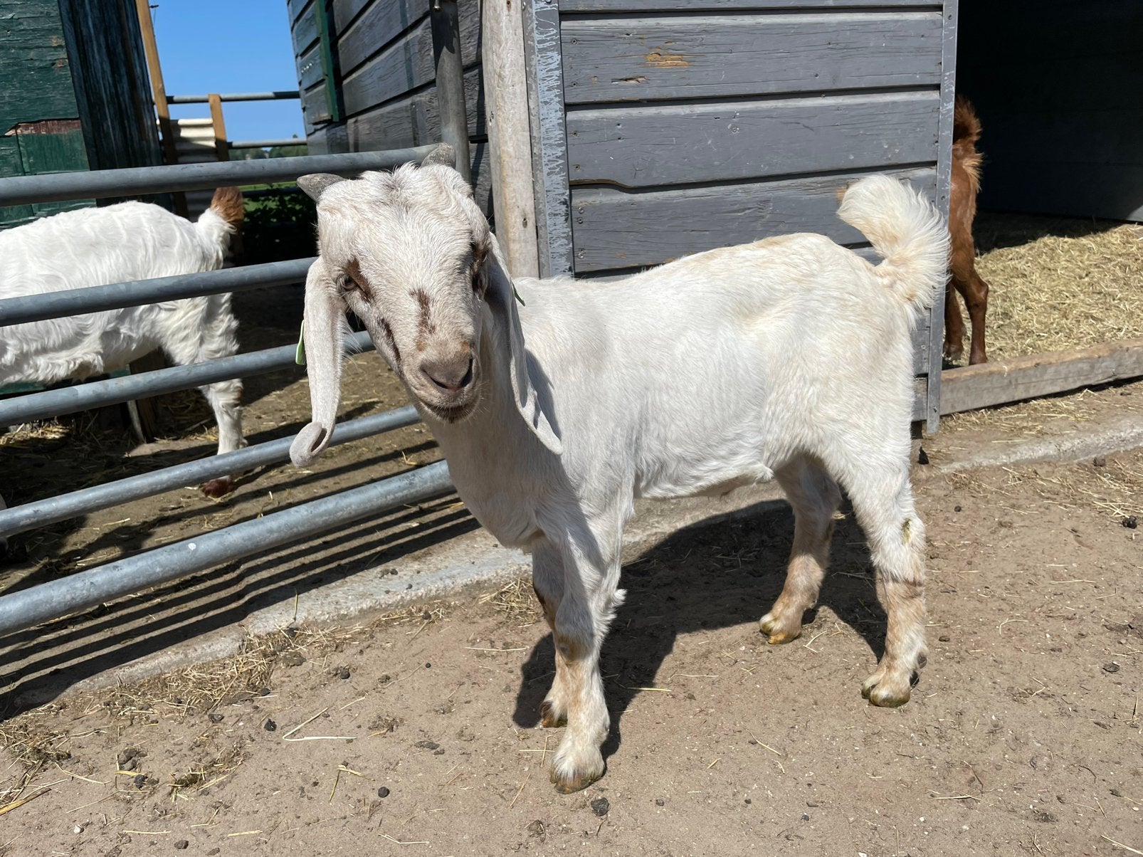 Maanvlek boerbok, Dieren en Toebehoren, Mannelijk, Geit