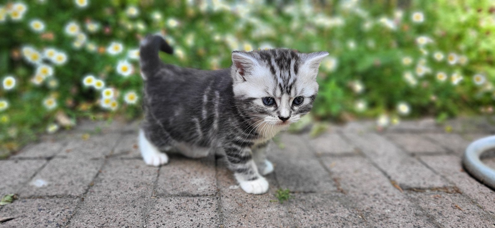 Prachtige lieve kittens Brits - Europees silver tabby, Dieren en Toebehoren, Meerdere dieren, Ontwormd
