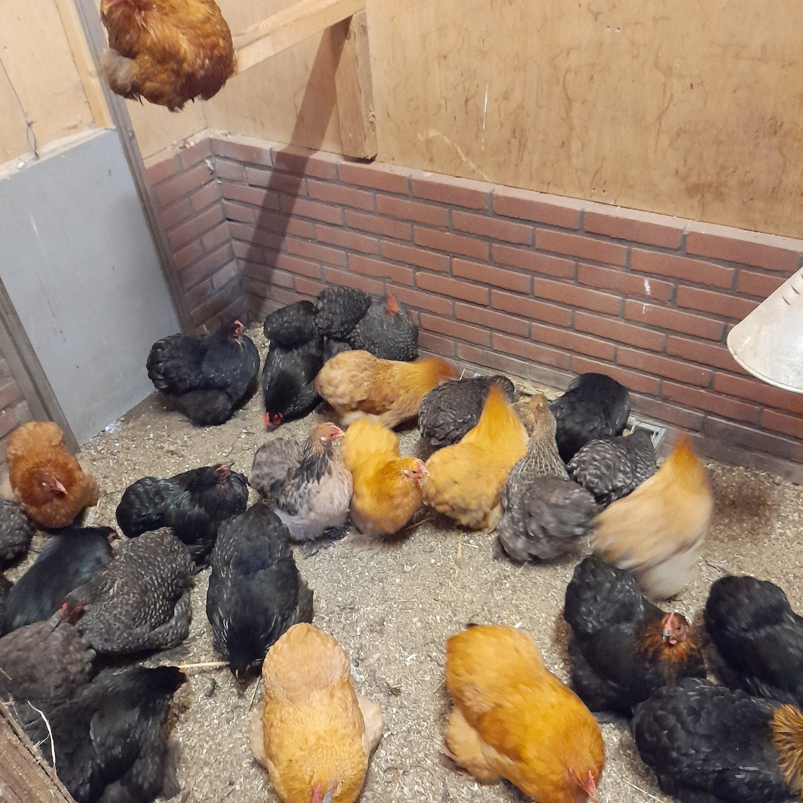 Prachtige cochin kriel hennetjes, Dieren en Toebehoren, Vrouwelijk, Kip