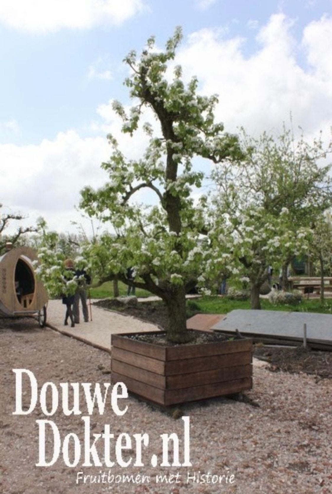 De mooiste oude FRUITBOMEN IN BAK duurzame fruitkisten, Tuin en Terras, Ophalen, Halfschaduw, Overige soorten