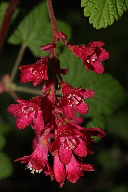 1 grote Rijkbloeiende Rode Ribes € 15, Ophalen, Overige soorten, Struik, 100 tot 250 cm