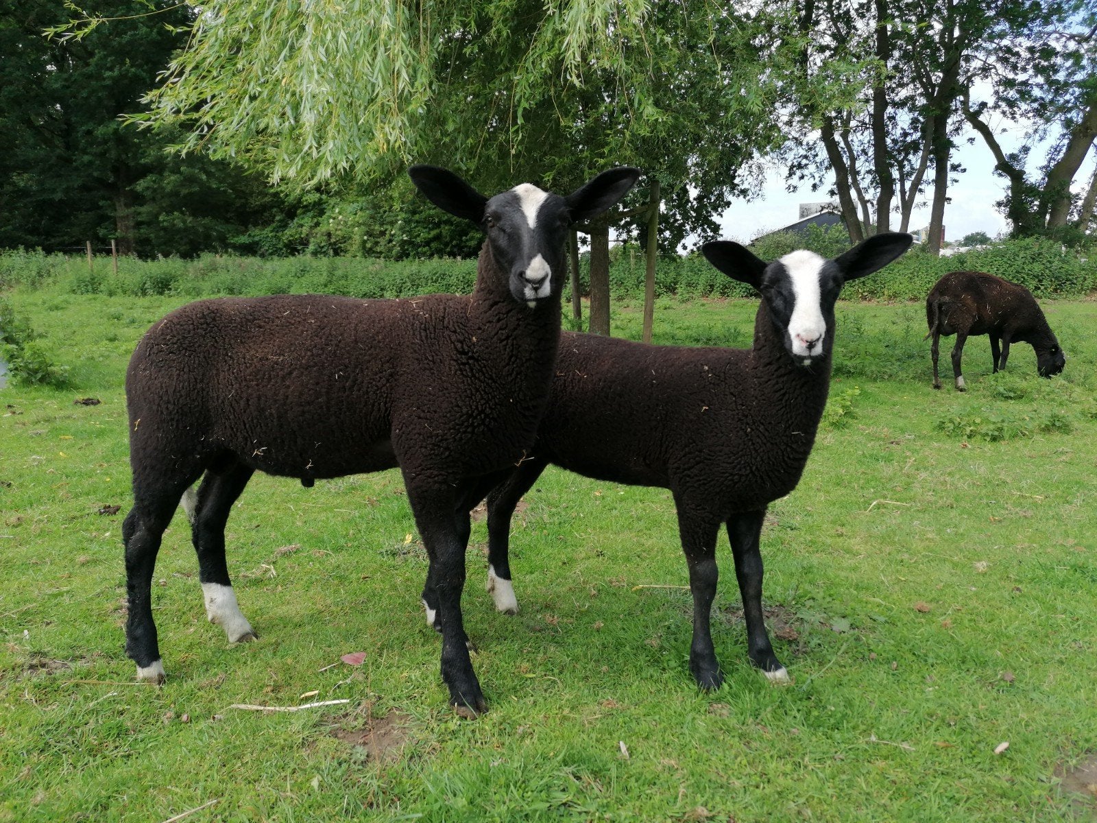 Zwartbles ooilam, Vrouwelijk, Schaap