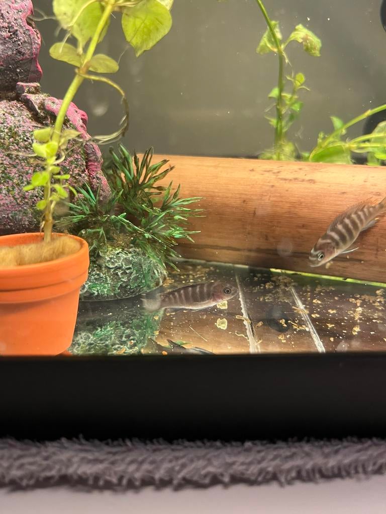 cichliden jonge zebra, Vis