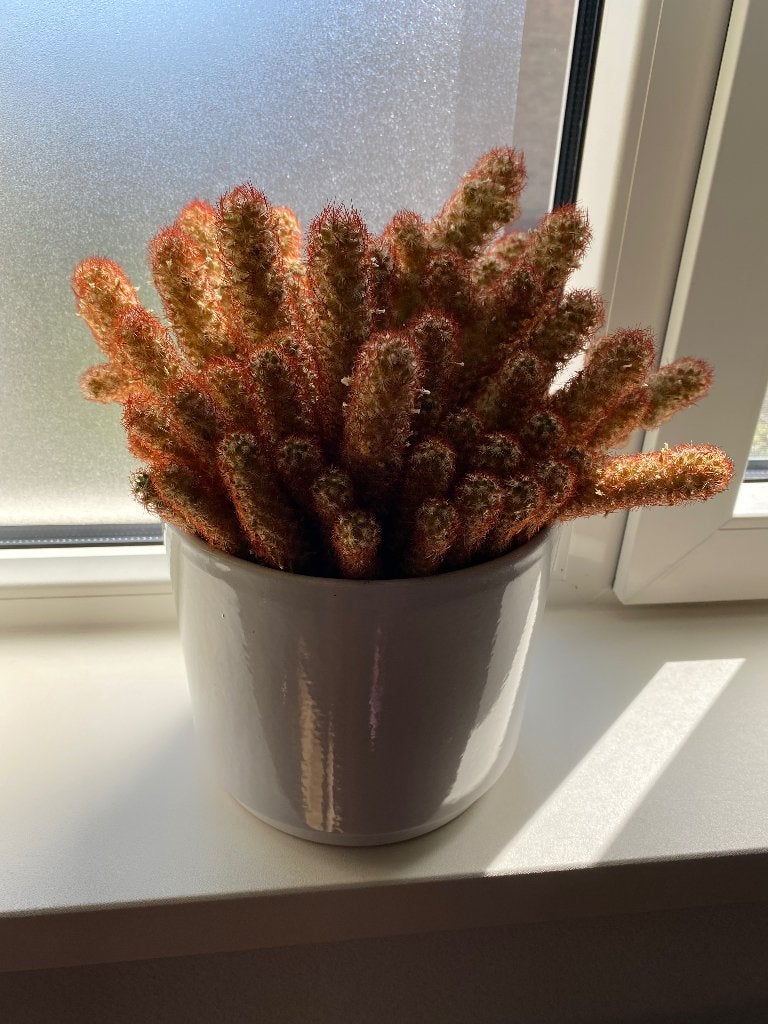 Cactus met pot, Huis en Inrichting, Kamerplanten, Ophalen, Cactus, Volle zon, Minder dan 100 cm