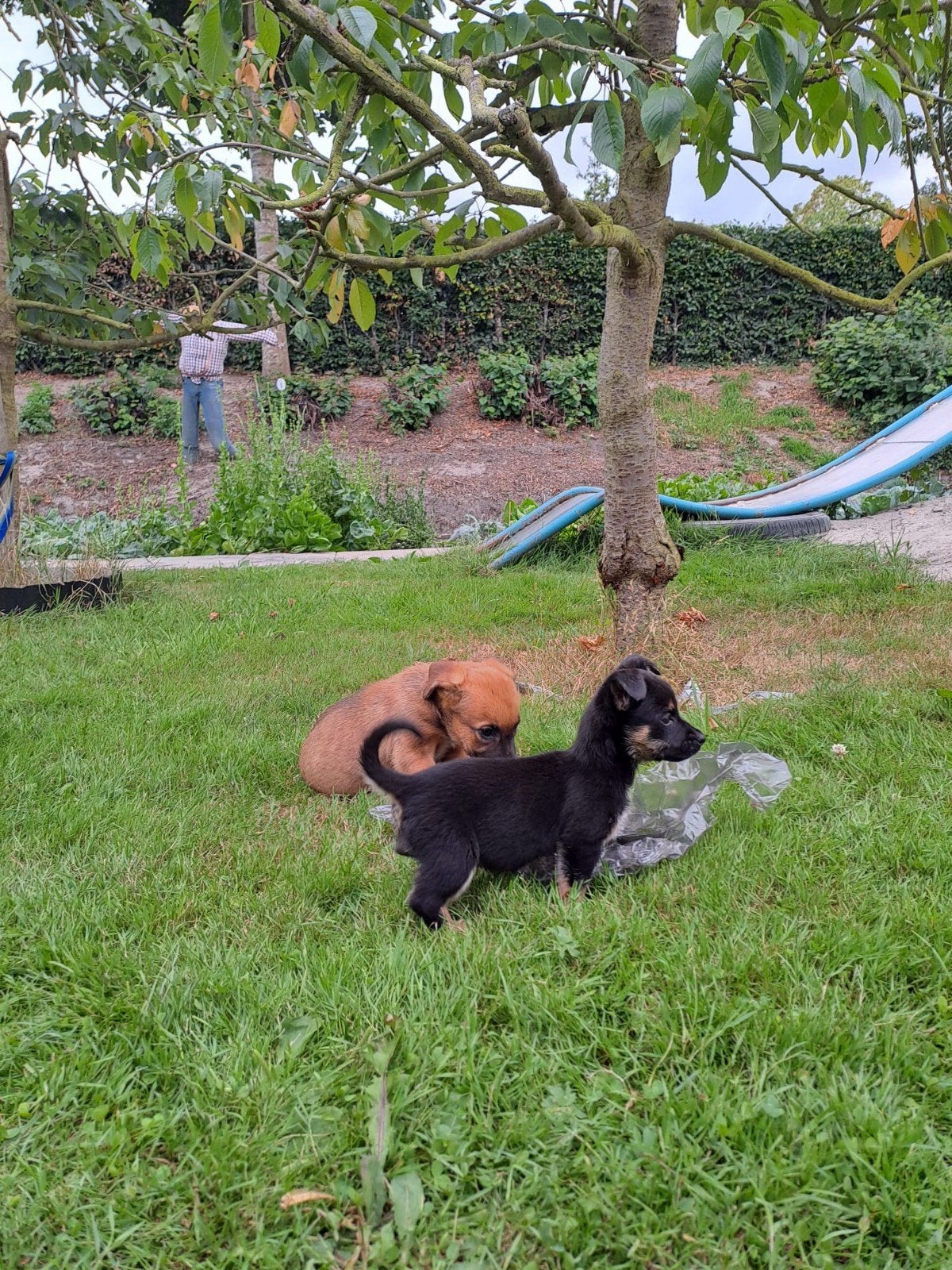 Pups kruising herder, 8 tot 15 weken, Meerdere, Meerdere dieren, Herder