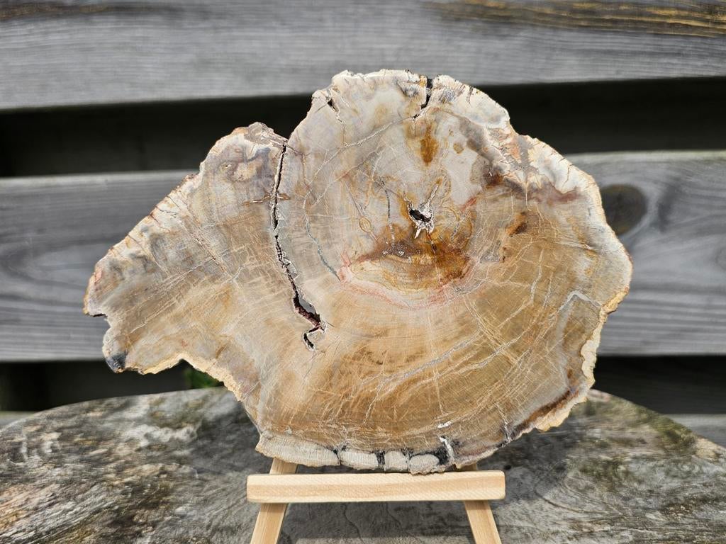 Mooie versteend hout schijf, Ophalen of Verzenden