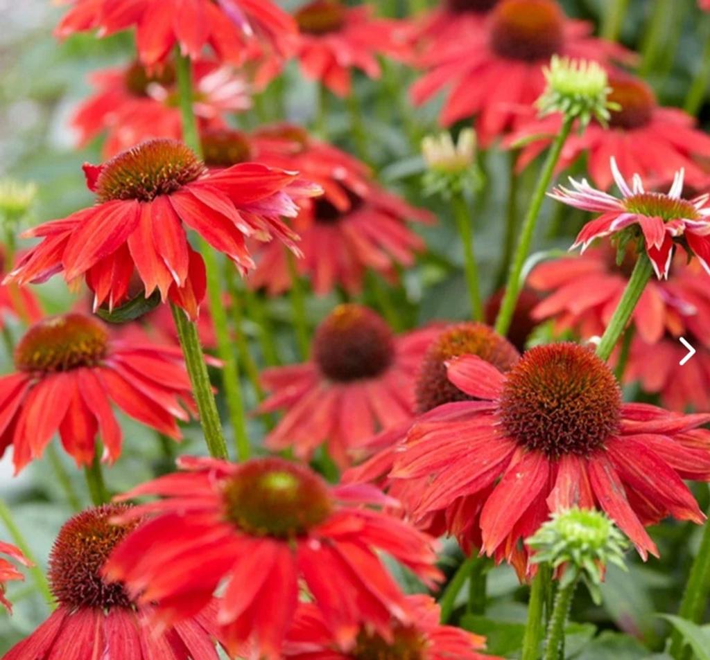 Winterharde Vaste Planten: Echinacea, Lupine, Ridderspoor &, Overige soorten, Volle zon, Vaste plant, Ophalen of Verzenden