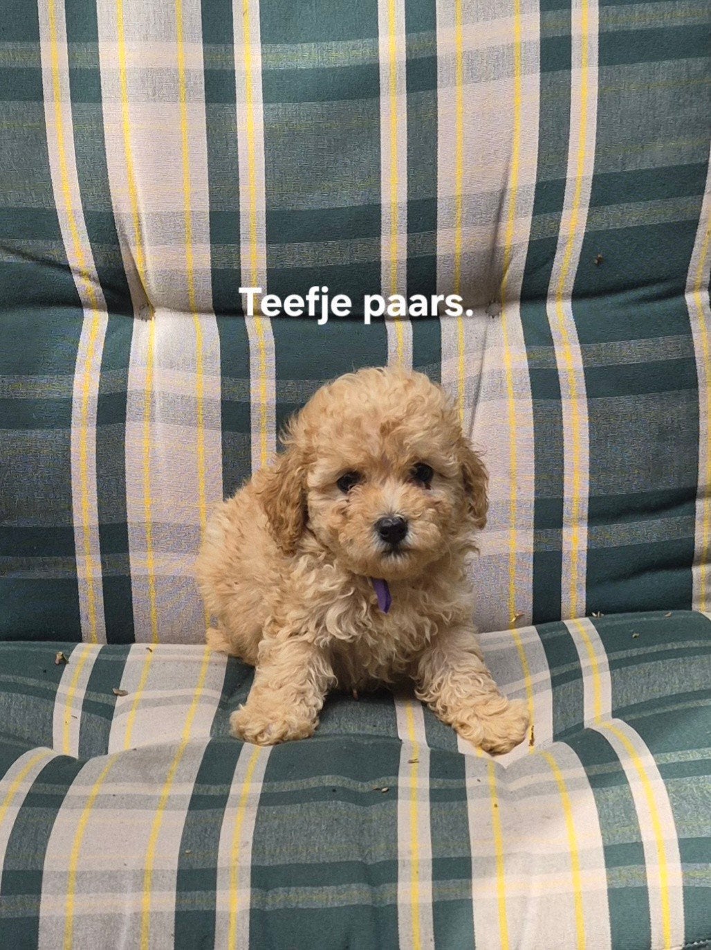Toypoedel ras . 4 teefjes 1 reutje. Mogen gelijk mee, Poedel, Parvo, 8 tot 15 weken, Meerdere