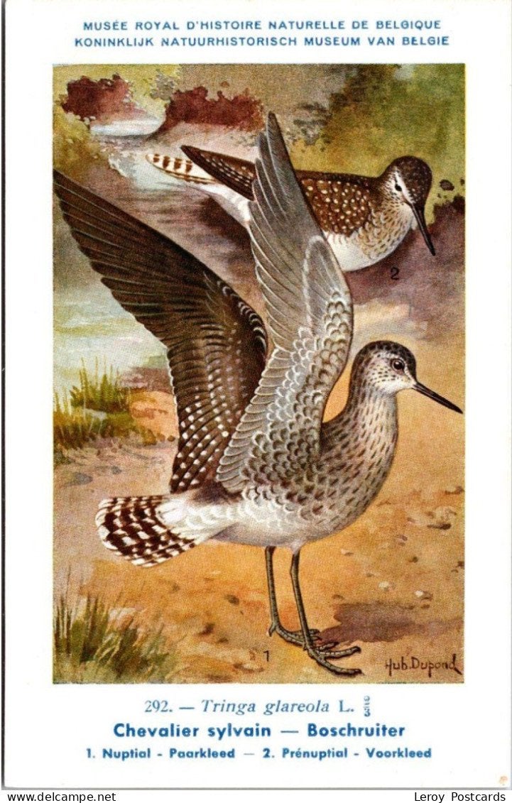 Bosruiter / Wood Sandpiper – Nº 292 – (KBIN / IRSNB), Verzenden, 1940 tot 1960, Ongelopen, Vogel