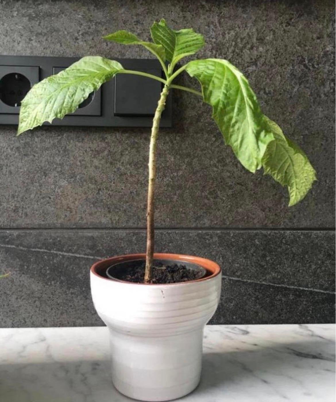 Mooie vintage terracotta bloempot witte paddenstoel  11,8cm, Ophalen, Rond, Binnen, Zo goed als nieuw