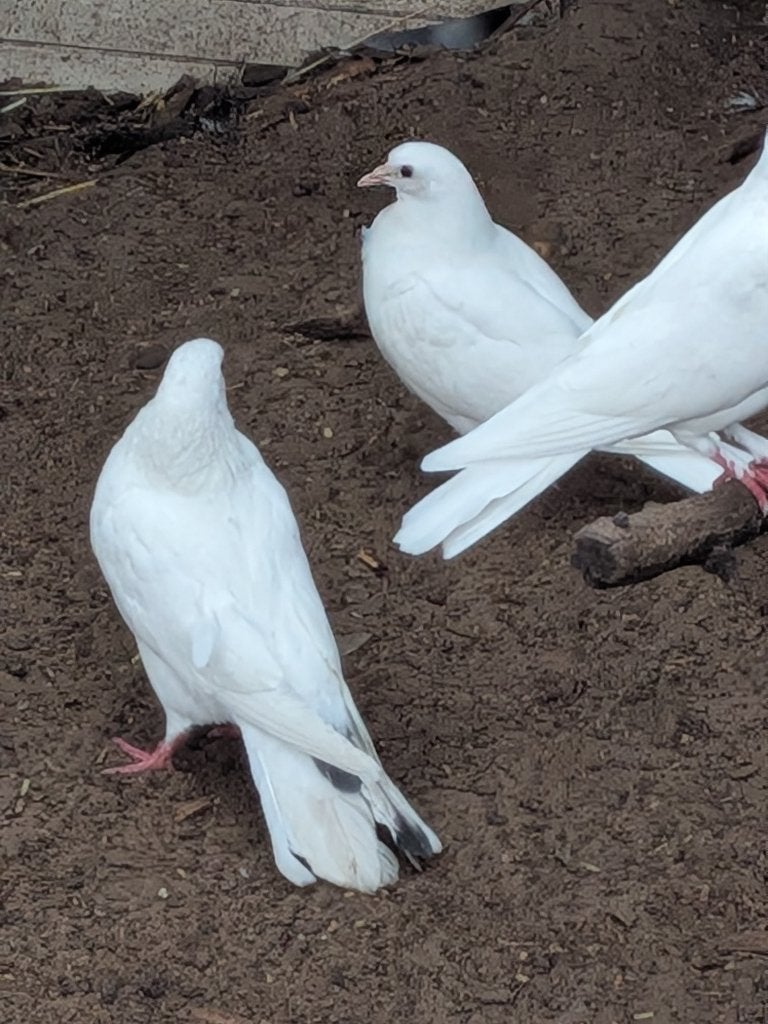 Witte duiven, Dieren en Toebehoren, Meerdere dieren, Overige soorten