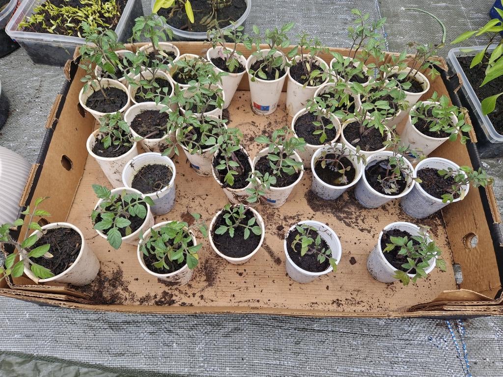 Snoep tomatenplantjes, Ophalen of Verzenden, Overige soorten, Volle zon