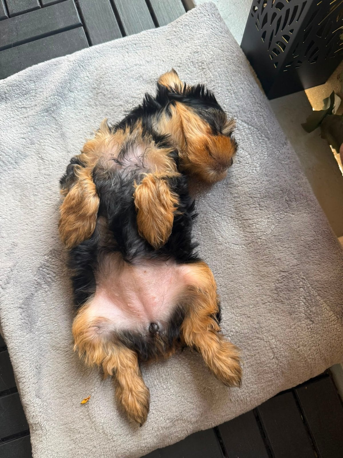Yorkshire Terriër Pups, Dieren en Toebehoren, Honden | Jack Russells en Terriërs, Yorkshire Terriër, Parvo, 8 tot 15 weken, Meerdere