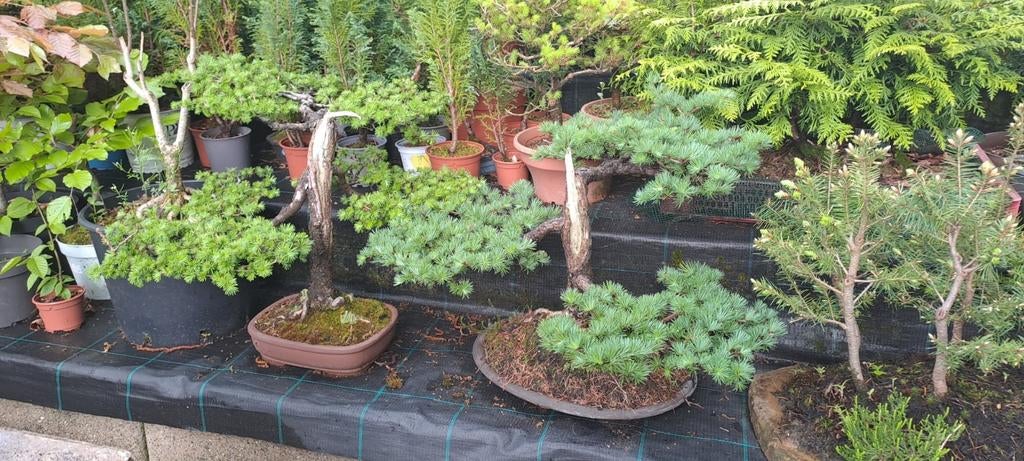 Bonsai bomen, Ophalen of Verzenden, Nieuw, Rond, Minder dan 30 cm