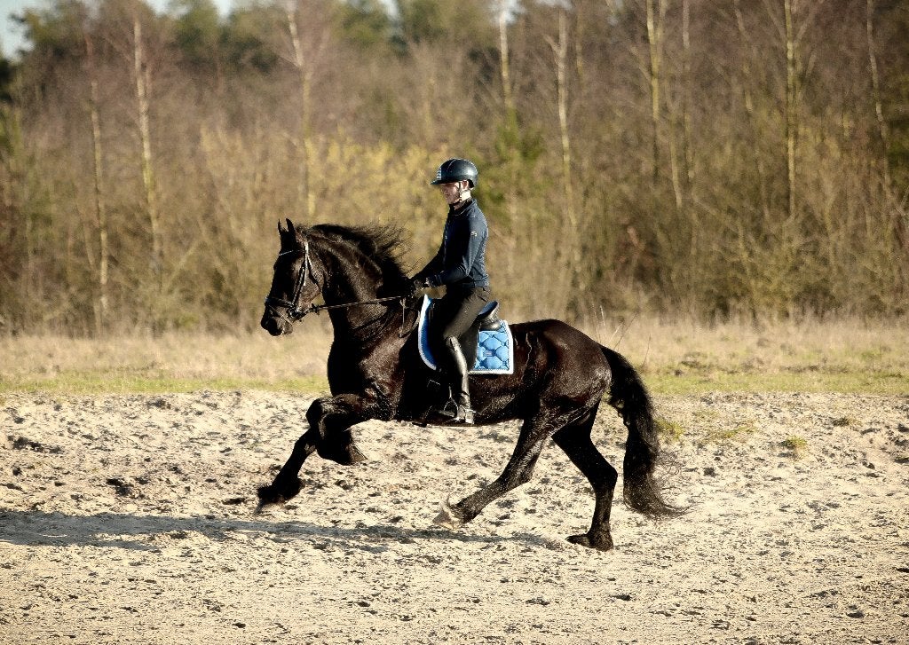 Brave, grote ruin te koop (Nieuw paard oude advertentie), Dieren en Toebehoren, B, Ruin, Dressuurpaard, 3 tot 6 jaar