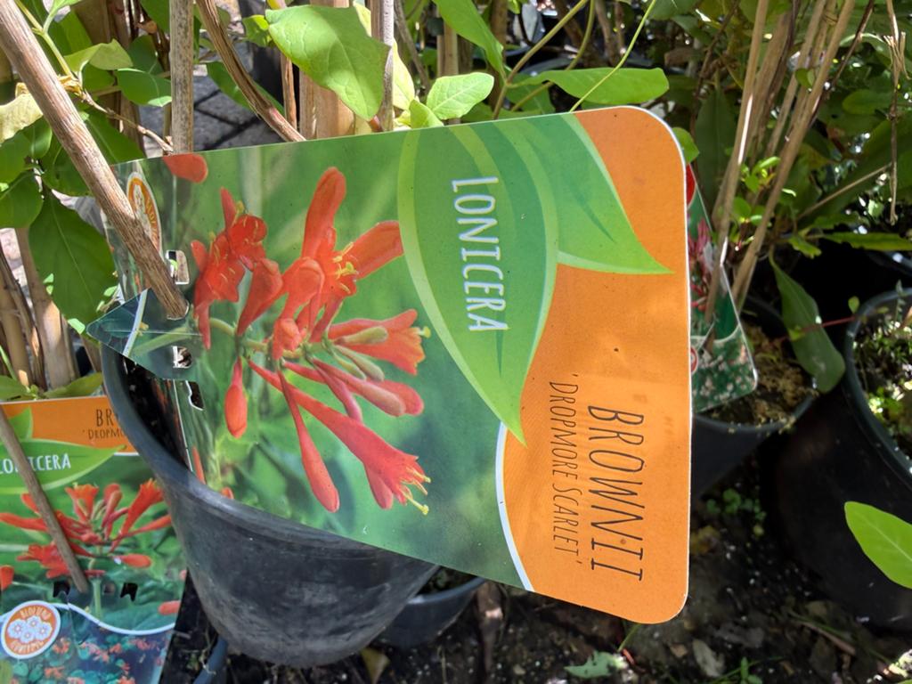 Grootbloemige clematis en kamperfoelie div soorten langestok, Tuin en Terras, Ophalen, Volle zon, Vaste plant, Klimplanten