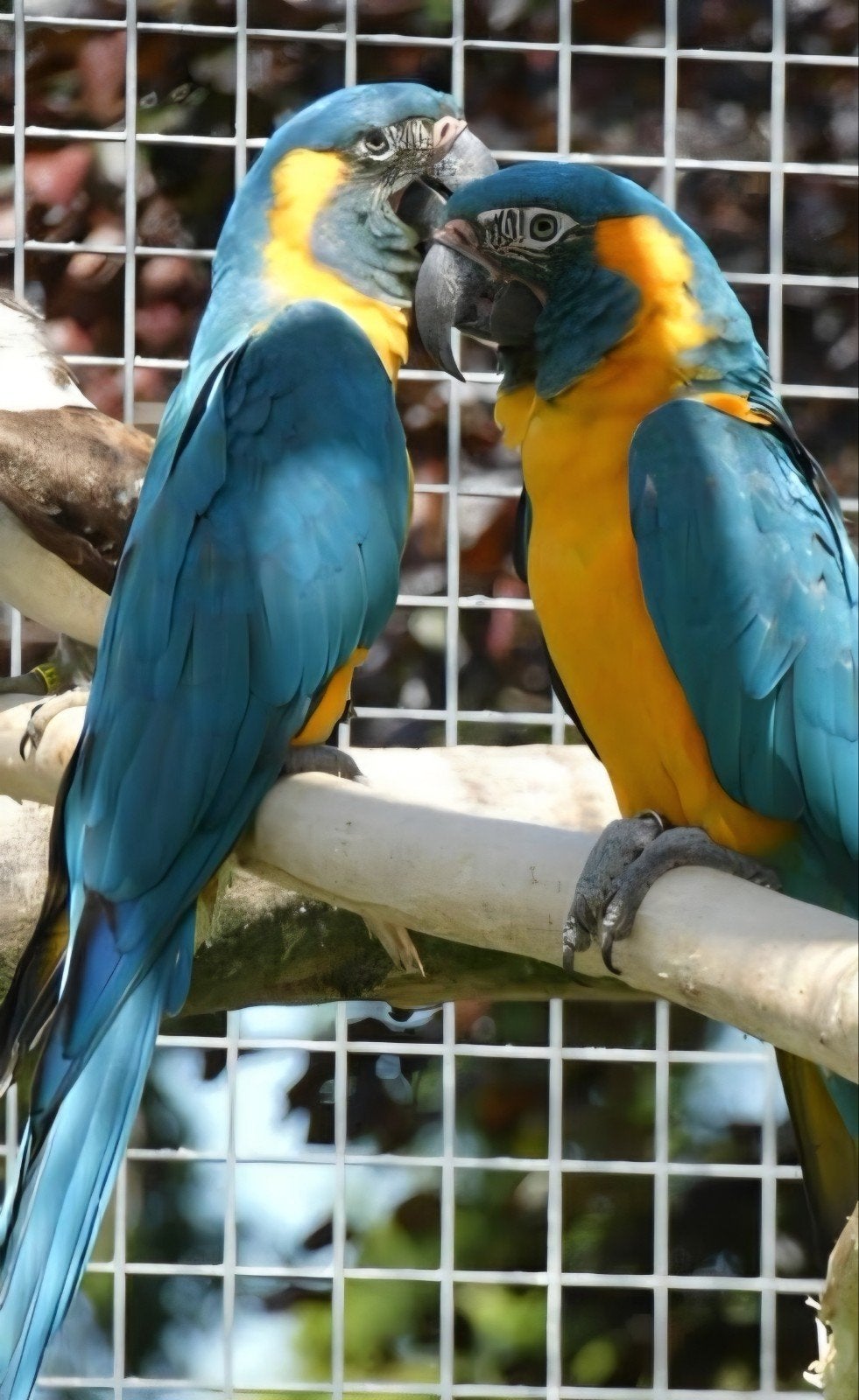 Koppel blauwkeel ara's, Meerdere dieren, Papegaai, Geringd