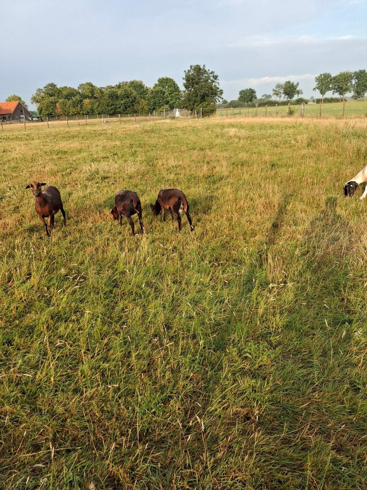 Kameroen schaap, Mannelijk, Schaap