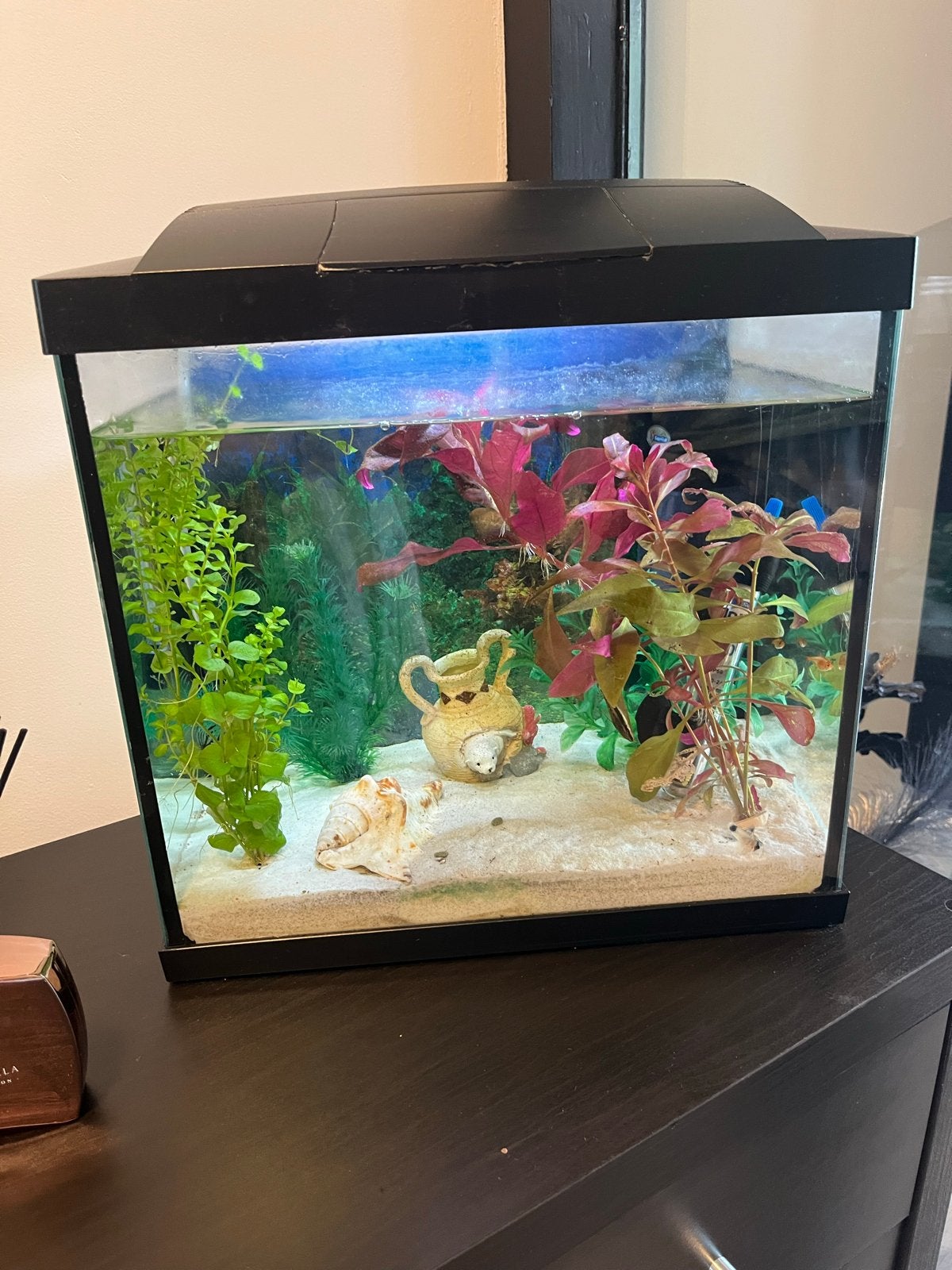 Aquarium met vissen en bijbehoren, Ophalen, Gevuld zoetwateraquarium