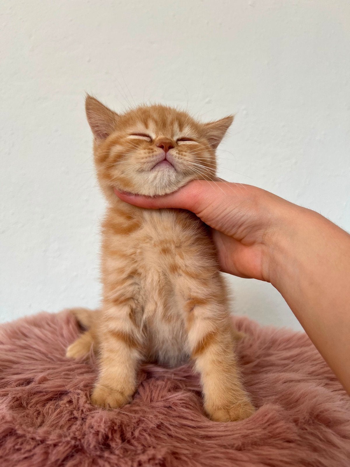 Foto 10 van Wij mogen verhuizen! Prachtige kittens met stamboom