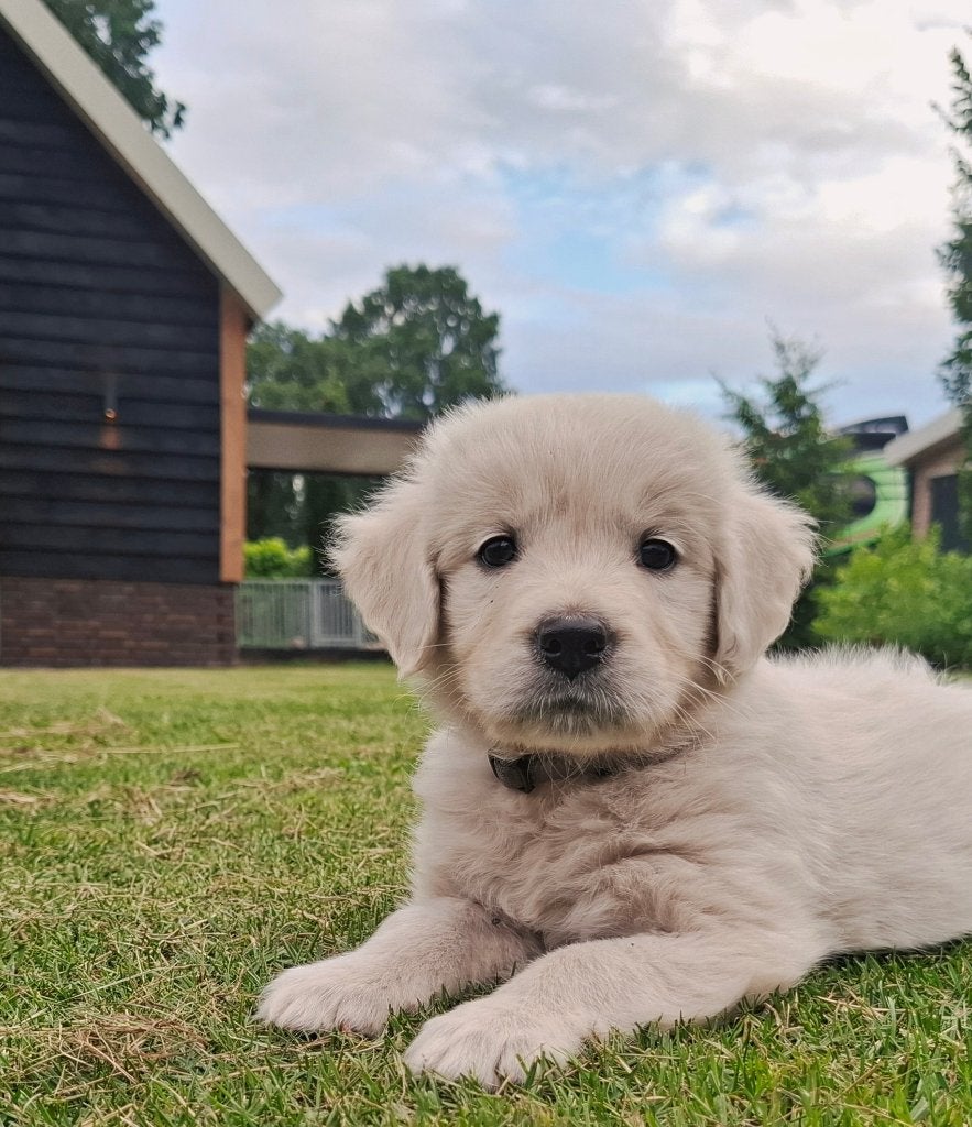 Te koop prachtige golden retriever pups met stamboom, Golden retriever, 8 tot 15 weken, Meerdere, Meerdere dieren