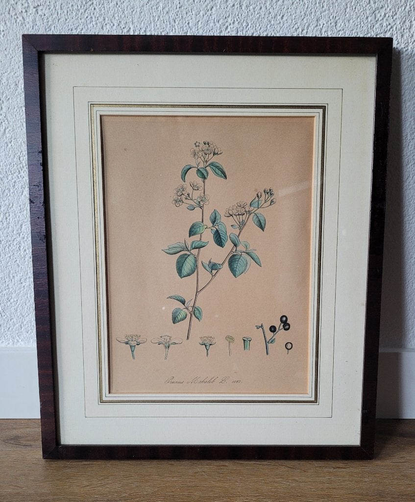 Oude botanische print 'Prunus Mahaleb' in mahonie lijst, Antiek en Kunst, Ingelijst, 1950 - 1999, Overige technieken, 43 cm